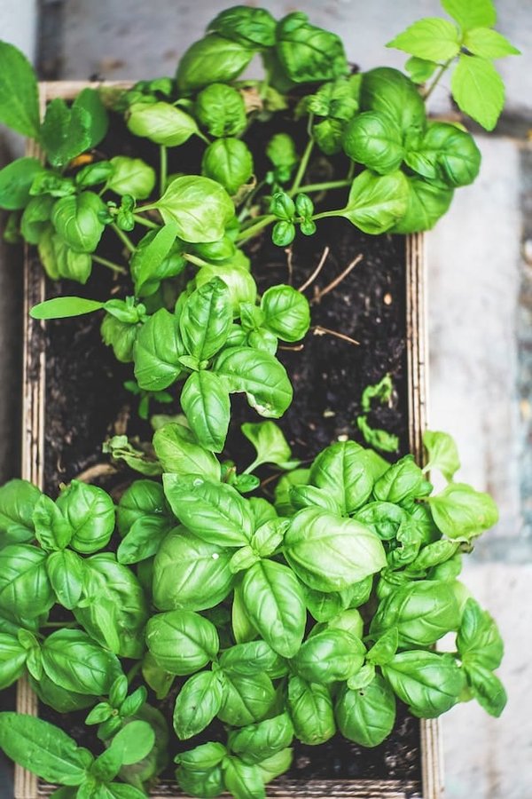 Comment fabriquer un potager surélevé en palettes pour le balcon ?