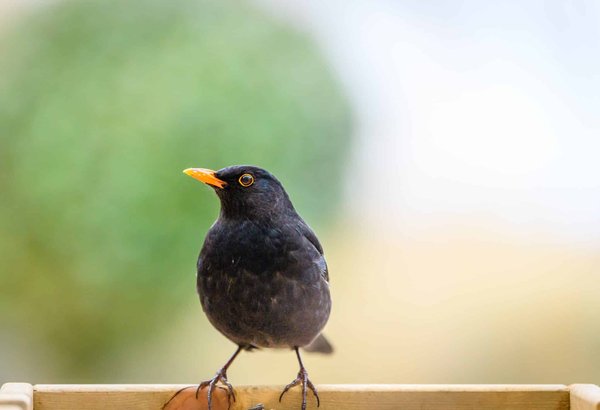 Que faut-il savoir sur les pics à pigeons ?