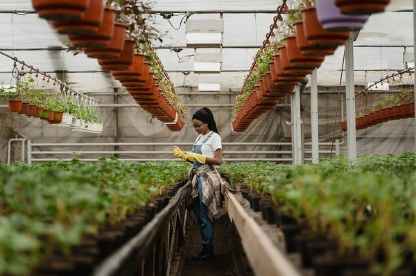 Comment est l’efficacité du LED horticole pour les professionnels sur la croissance des plantes ?